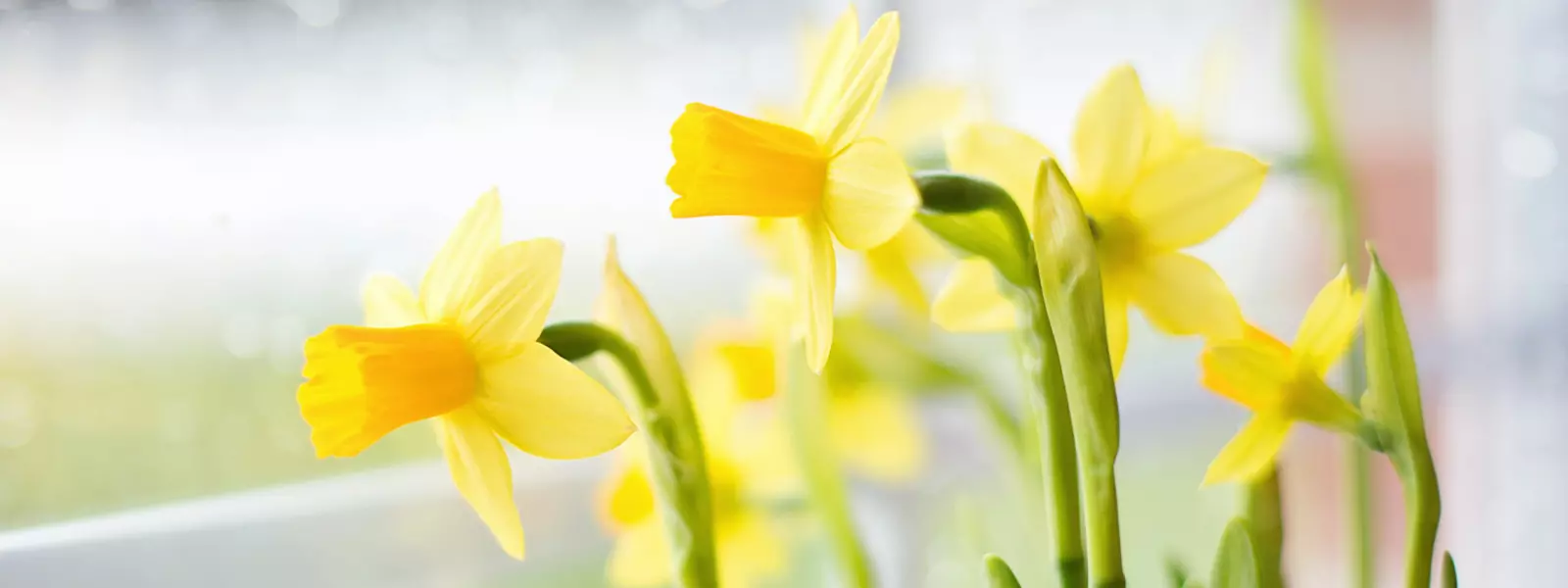 Welcome to Pennells Garden Centres!