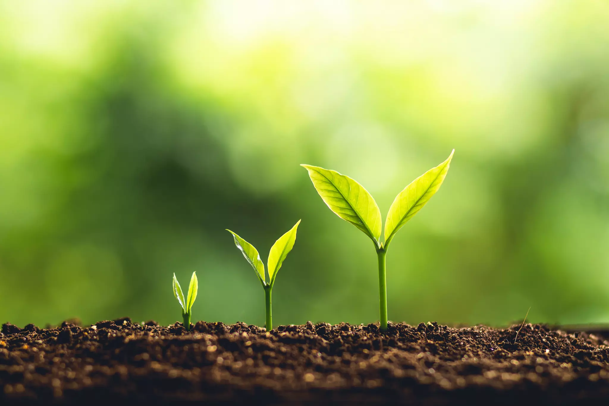 Gardening and the Environment Gardening and the Environment