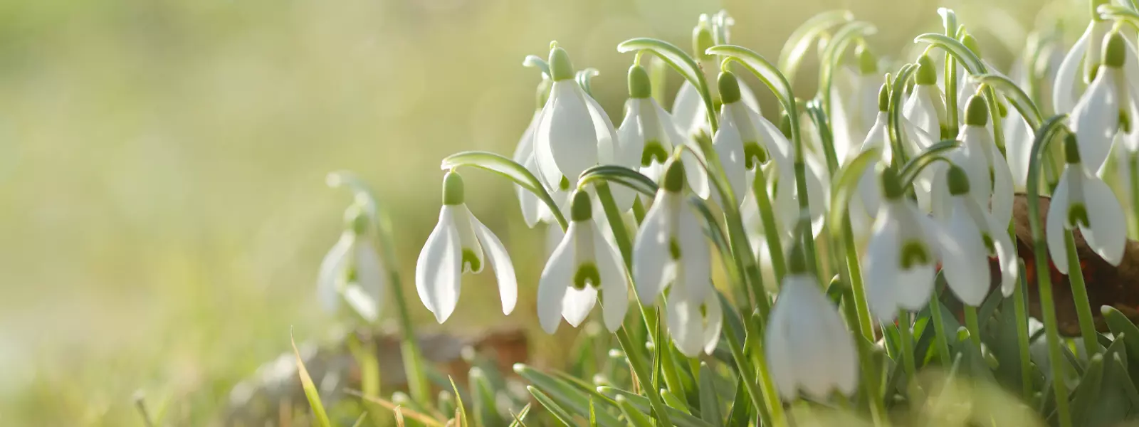 Welcome to Pennells Garden Centres!