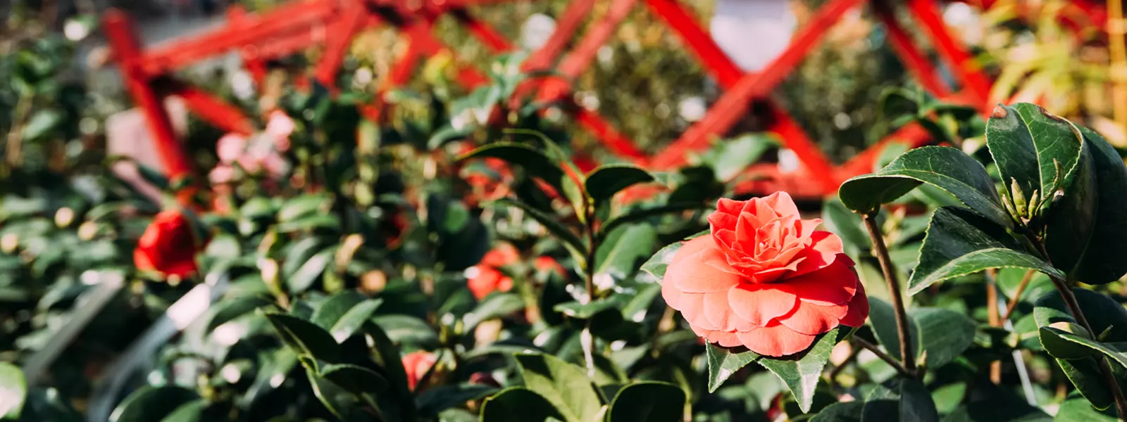 Welcome to Pennells Garden Centres!