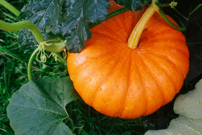 Growing pumpkins for tasty autumn harvests