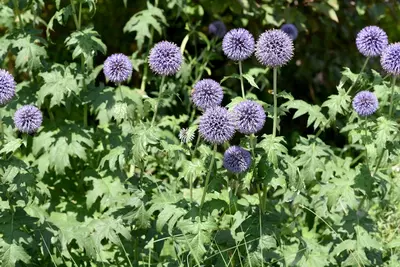 Planting for year-round colour