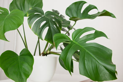 The Best Tips for a Stunning Monstera