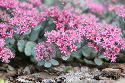 Top 10 plants for groundcover