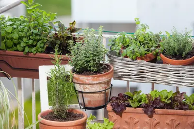 Vertical gardening for balconies