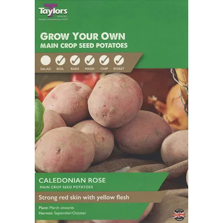 POTATO CALEDONIAN ROSE 35-45 P/P