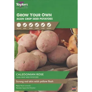POTATO CALEDONIAN ROSE 35-45 P/P