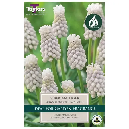 10 P/P X 15 MUSCARI SIBERIAN TIGER 6-7