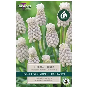 10 P/P X 15 MUSCARI SIBERIAN TIGER 6-7
