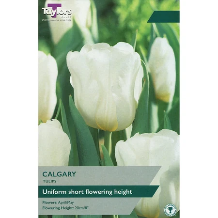 10 P/P X 5 TULIP CALGARY 11-12