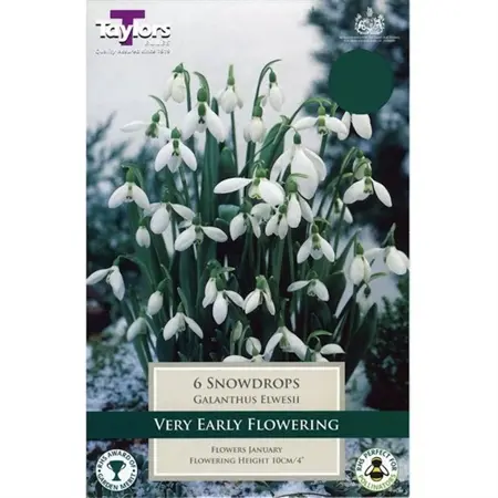 10 P/P X 7 GALANTHUS ELWESII 5-6