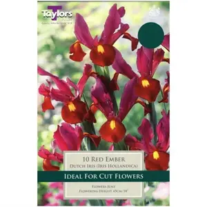 10 P/P X 9 IRIS HOLLANDICA RED EMBER 6-7