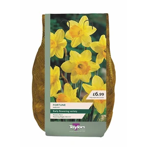 12 X 1.5KG NARCISSUS FORTUNE 12-14