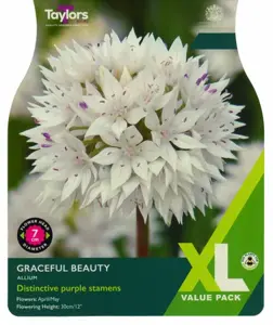 20 P/P X 20 ALLIUM GRACEFUL BEAUTY 5+