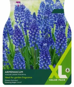 20 P/P X 75 MUSCARI ARMENIACUM 6-7