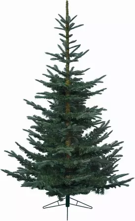 6ft Nobilis Fir