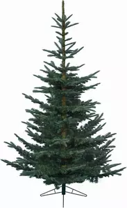6ft Nobilis Fir