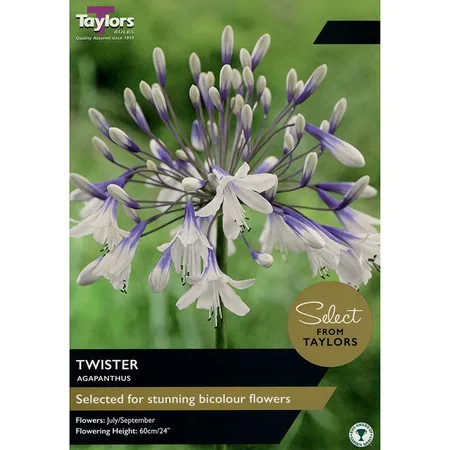 AGAPANTHUS TWISTER I SSE