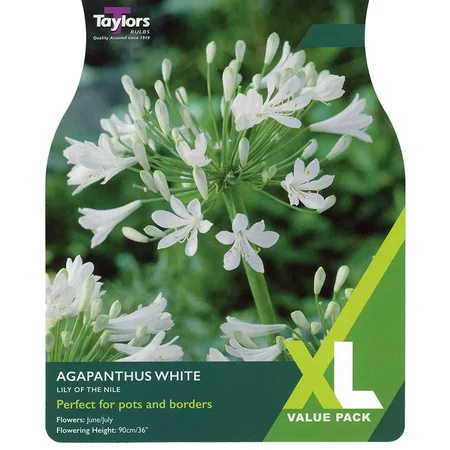 AGAPANTHUS WHITE 1-2 EYES XL
