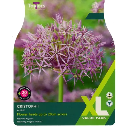 Allium Cristophii 10-12 Xl
