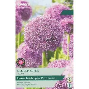 ALLIUM GLOBEMASTER 18-20 P/P