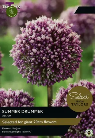 Allium Summer Drummer 12-14 Se