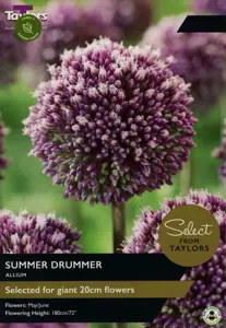 Allium Summer Drummer 12-14 Se