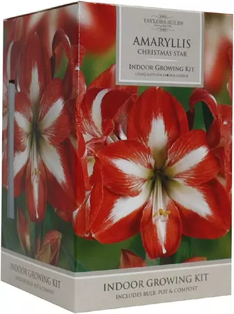 Amaryllis Christmas Star 26-28