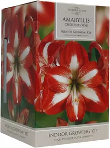 Amaryllis Christmas Star 26-28