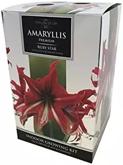 Amaryllis Ruby Star 26-28 - image 1