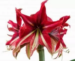 Amaryllis Ruby Star 26-28 - image 2