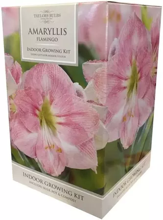 Amaryllis Flamingo 26-28