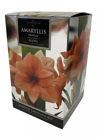 Amaryllis Rilona 26-28