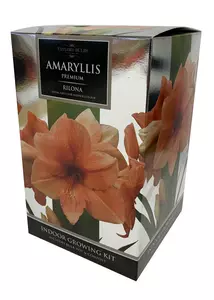 Amaryllis Rilona 26-28