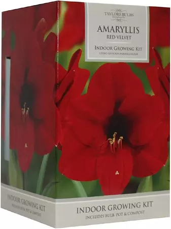 Amaryllis Red Velvet 26-28