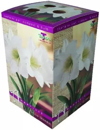 Amaryllis Snow Queen 26-28