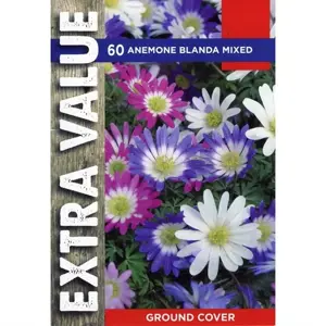 ANEMONE BLANDA MIXED 4-5 EV