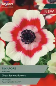 Anemone Pinafore 5-6 P/P