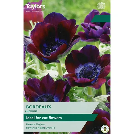 ANENOME BORDEAUX 4-5 P/P