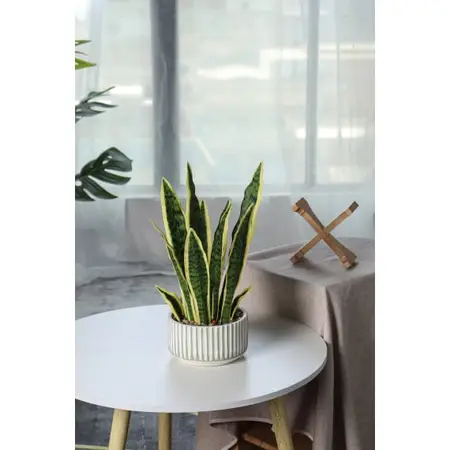 Artificial Zarah Pot Plant, 47cm Height - image 2