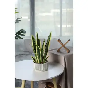Artificial Zarah Pot Plant, 47cm Height - image 2