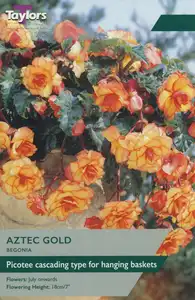 Begonia Aztec Gold Exotic 4-5 P/P