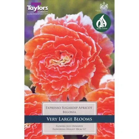 Begonia Expresso Sugardip Apricot 4-5 P/P
