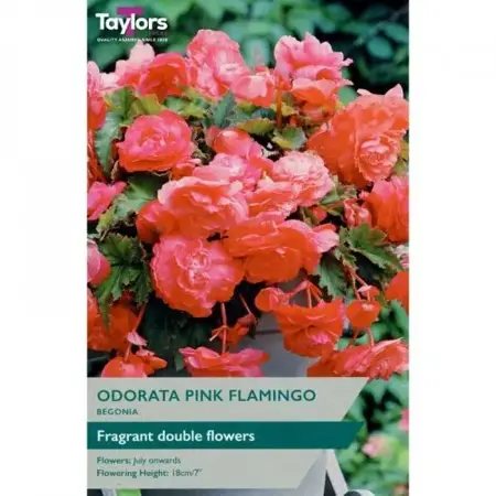 Begonia Odorata Pink Flamingo 4-5 P/P
