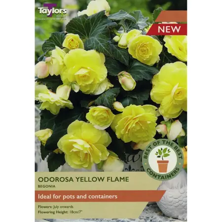 Begonia Odorosa Yellow Flame 5-6 Sbob