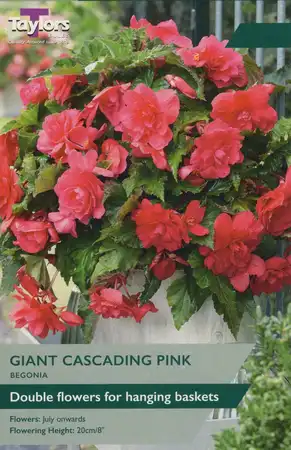 BEGONIA PINK CASCADING 4-5