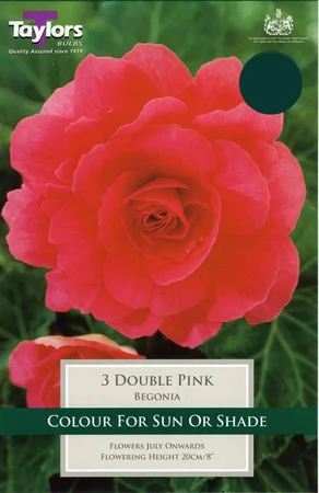 BEGONIA PINK DOUBLE 5-6 P/P