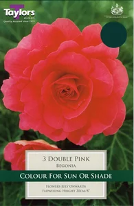 BEGONIA PINK DOUBLE 5-6 P/P