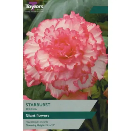 BEGONIA STARBURST EXOTIC 4-5