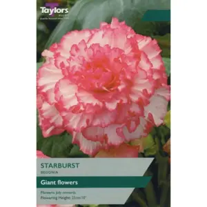 BEGONIA STARBURST EXOTIC 4-5